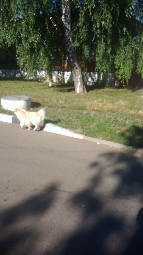 На территории Тетюшского района Татарстана проведут отлов безнадзорных животных