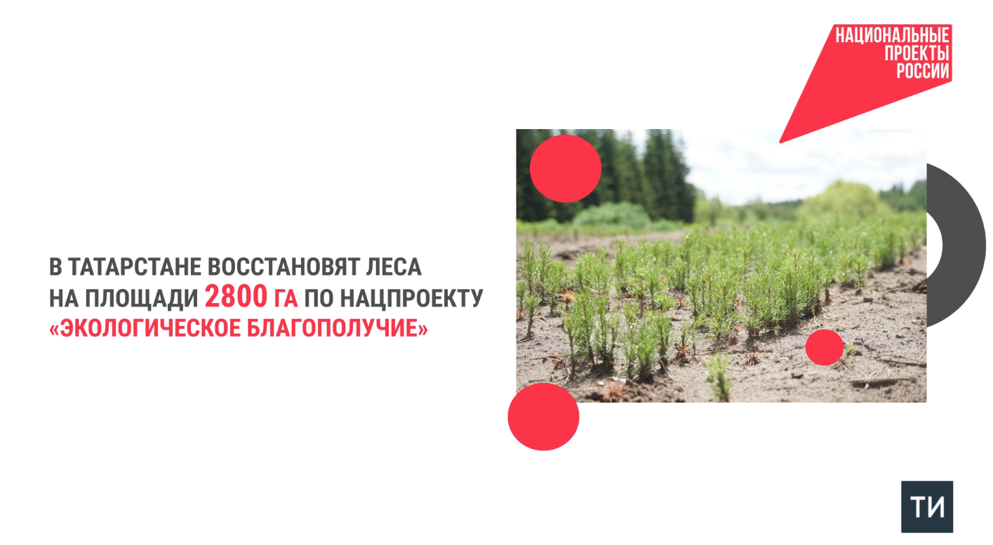 В Татарстане проведут восстановление леса на площади 2800 га