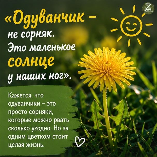 Одуванчики: не просто сорняк, а удивительное растение с долгой историей