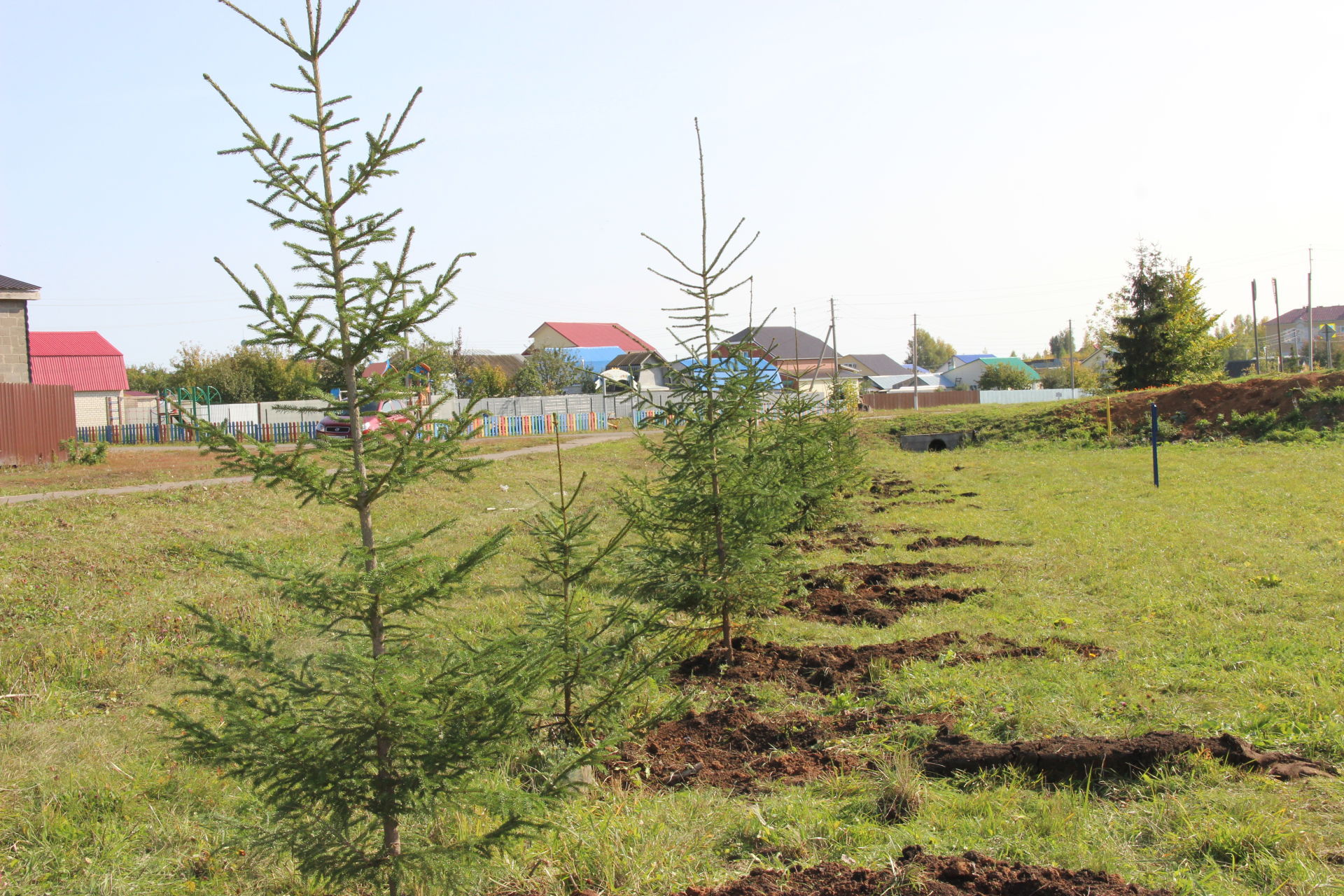 Студенты Тетюшского сельхозтехникума посадили еловую аллею