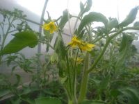 Советы садовода-огородника: как правильно провести подкормку томатов в мае-июне