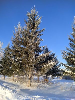 Что грозит за самовольно срубленную в лесу елку?