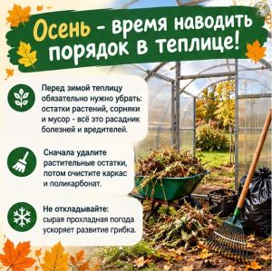 Осенняя уборка в теплице: готовим конструкцию и почву к зиме