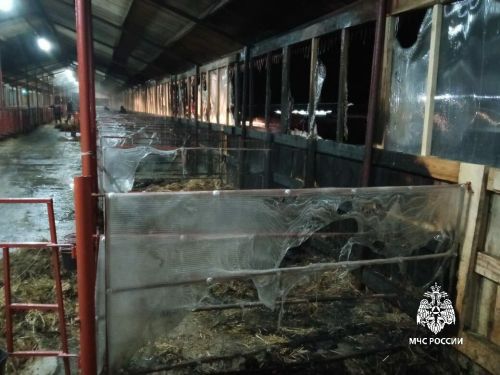 В Татарстане на ферме в пожаре сгорели 25 телят