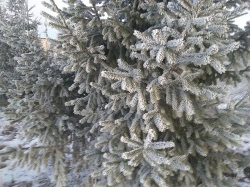 О погоде в Тетюшах 1 января