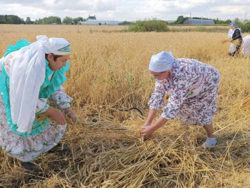 В селе Бакрчи провели старинный обряд жатвы зерновых