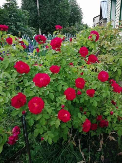 Почетной грамотой Минобрнауки РТ награждены тетюшане