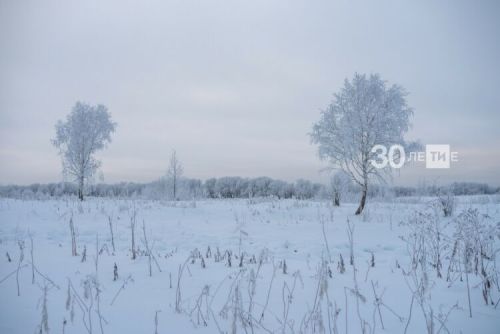 Благодаря снежному покрову, защитились посевы озимых культур от мороза