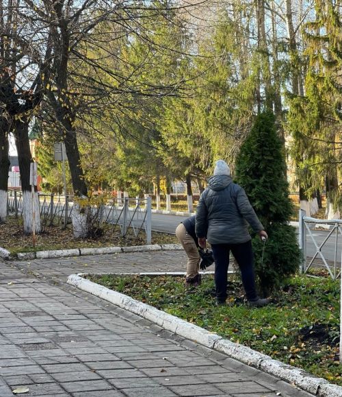 Благоустройство Тетюш продолжается: идет обвязка туй