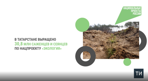 В Татарстане выращено 30,8 млн сеянцев и саженцев для посадки в 2025 году