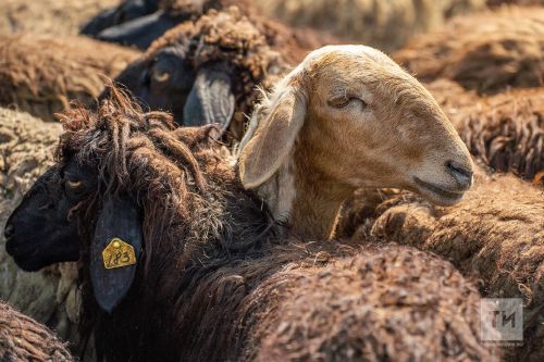 Вся живность у частных лиц в Татарстане прочипирована на 100%