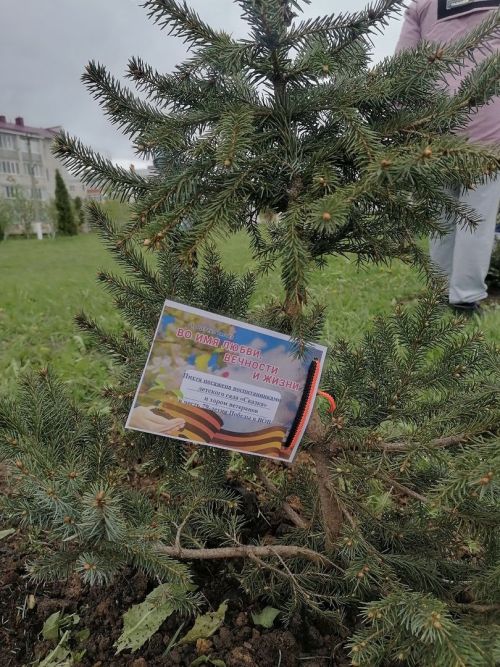 В Тетюшах высадили саженцы пихты в честь героев войны