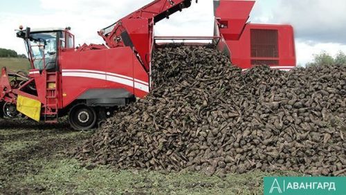 В Тетюшском районе Татарстана приступили к уборке сахарной свеклы