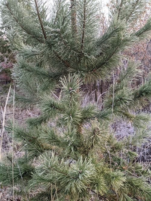 Операция «Ель» в Татарстане: защита лесов перед Новым годом
