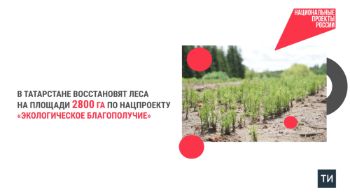 В Татарстане проведут восстановление леса на площади 2800 га