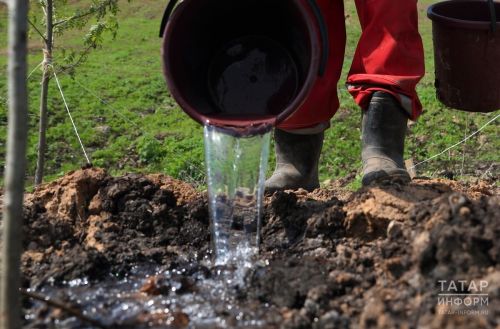 В 2025 году Татарстан заготовит 11 тонн семян для восстановления леса