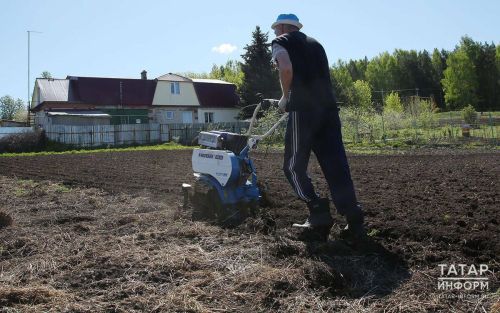 Как получить жителям Тетюшского района богатый урожай картофеля и овощей