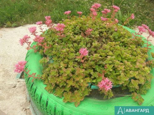 Ученики Урюмской школы посадили цветы в рамках акции «Эко-весна»