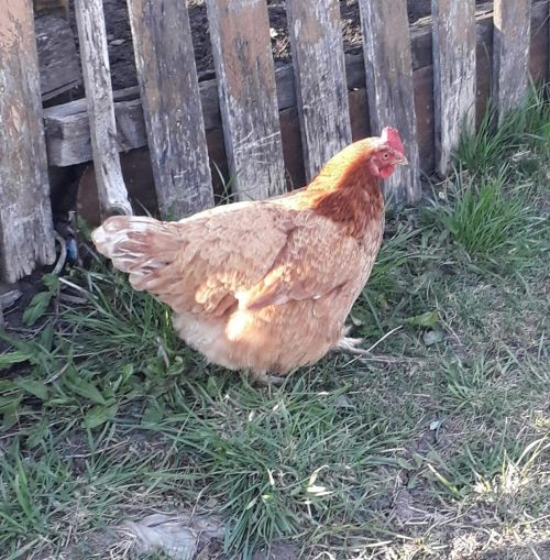 Если у домашней птицы почернел гребень