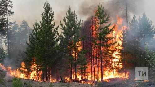 В Татарстане в 20 раз увеличилось число лесных пожаров