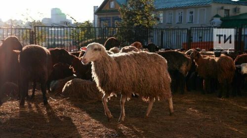 Курбан-Байрам в Татарстане: традиции, культура и единство