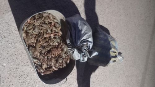 Двое жителей Татарстана поймали 2740 раков незаконно