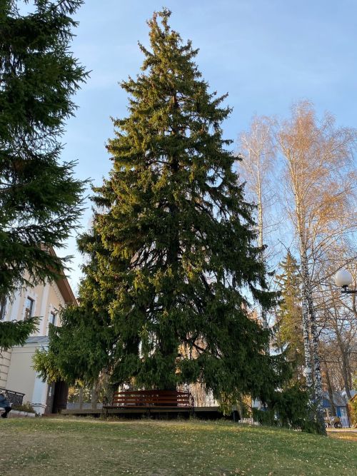 Татарстан номинирует вековую ель на звание «Дерево года»