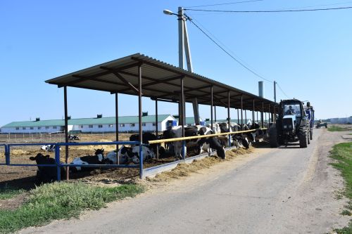 Сохранить и приумножить молочное стадо
