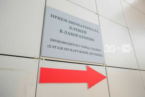 Статистика укусов клещей в Татарстане: актуальные данные и опасные районы
