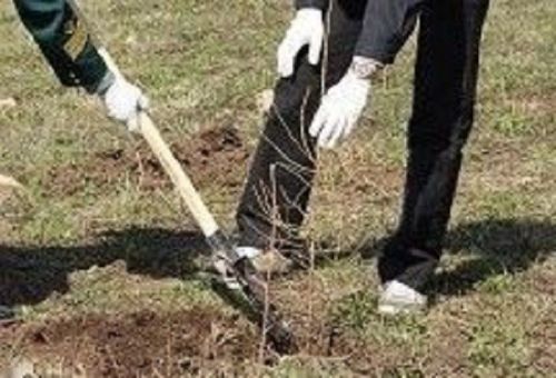 Жители Нижних Тархан посадили деревья в рамках экологической акции