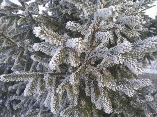 Новогоднее веселье в Тетюшах