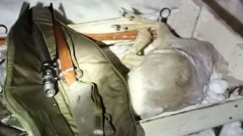 В Татарстане задержали мужчин с незаконно добытой косулей
