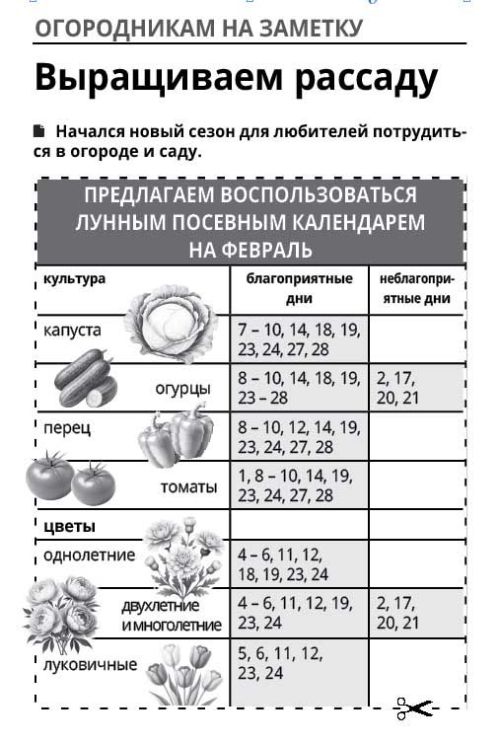 Советы тетюшанки: Рассада получается крепкой и здоровой
