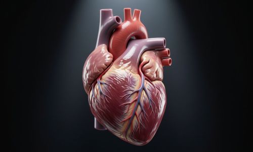 Сердце — это мотор нашего организма
