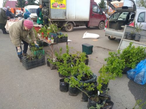 В Тетюшах на площади РДК состоялась сельхозярмарка