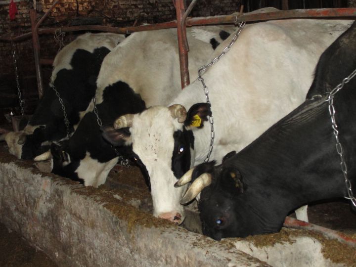 Профилактика лейкоза крупного рогатого скота в частном секторе