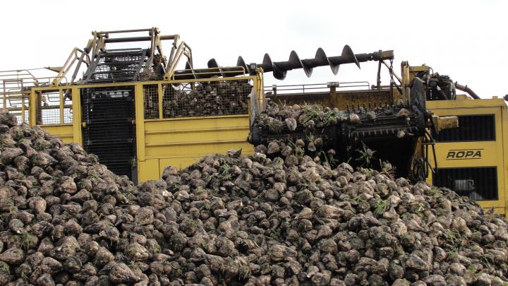 Уборка сахарной свеклы в Тетюшском районе продолжается