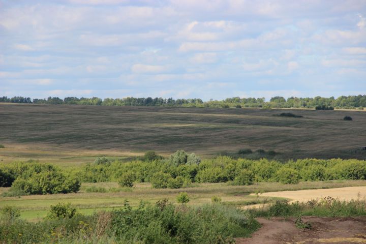В Татарстане для защиты от сорняков обработаны посевы на 449,5 тысячи гектаров