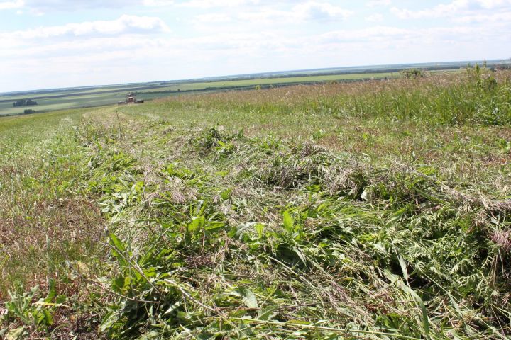 В Татарстане заготовлено 17,5 тысячи тонн сенажа