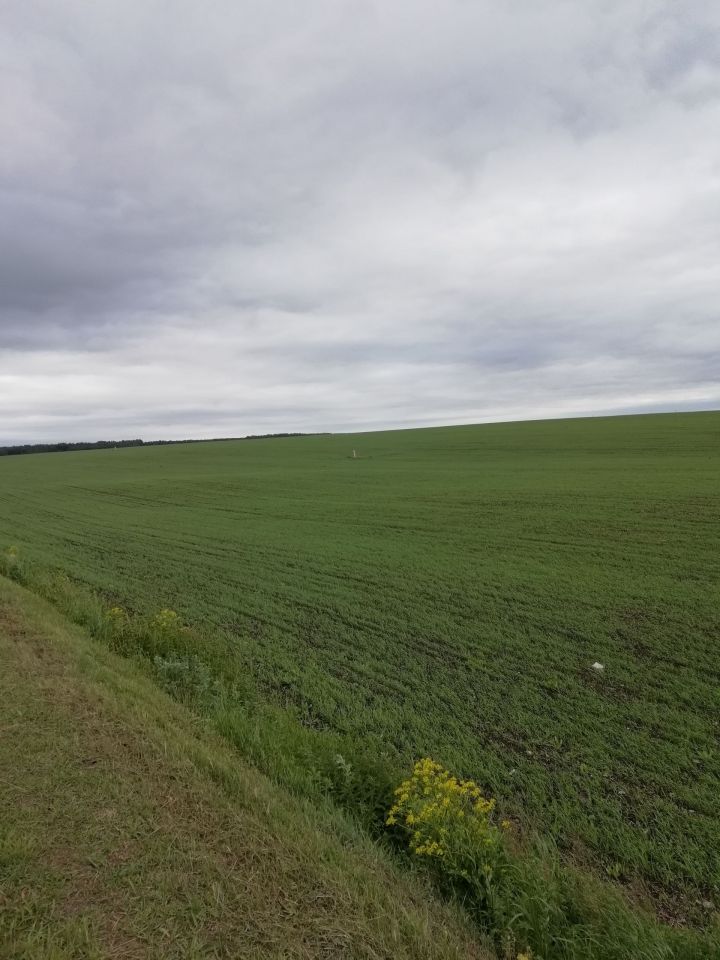В Татарстане обработали 19 процентов полей