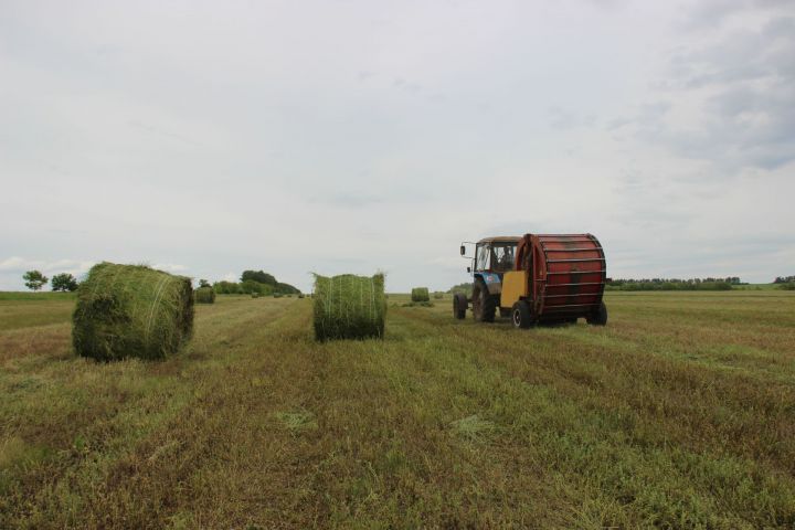 В Татарстане на зимний период заготовлено 50,7 тыс. т сена и 355,3 тыс. т сенажа