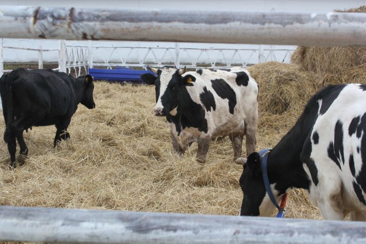 В Татарстане  увеличилось производство молока и мяса