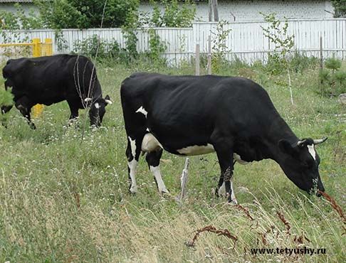 В Татарстане в личных хозяйствах за полгода выявлено 11 процентов инфицированных лейкозом коров