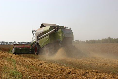 В Татарстане обмолочено почти 56 процентов площадей зерновых культур