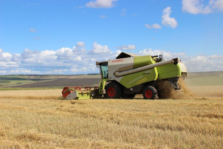 В Тетюшском районе сельхозпредприятиями обмолочено зерновых и зернобобовых  культур 9666 гектаров