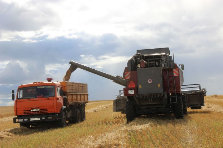 Аграриями района на 23 августа намолочено 99568 тонн зерновых и зернобобовых культур