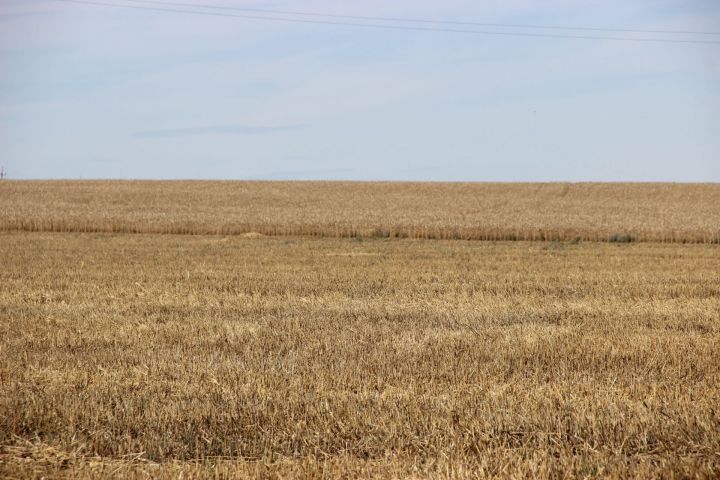 Из-за засухи в 17 районах Татарстана  введен режим ЧС