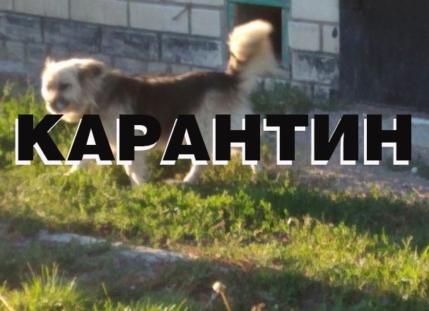 В трех районах Татарстана введен карантин по бешенству