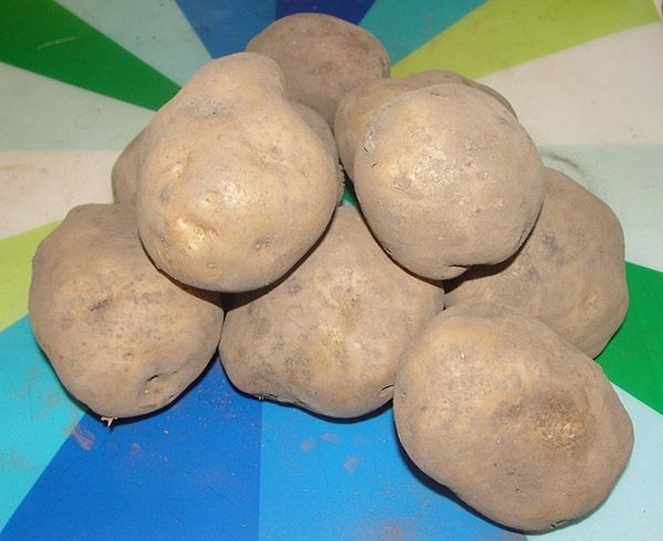 Эксперты Роскачества дают советы по выбору картофеля