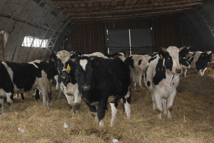 В Татарстане перевод скота на зимнее содержание выполнен на 90 процентов